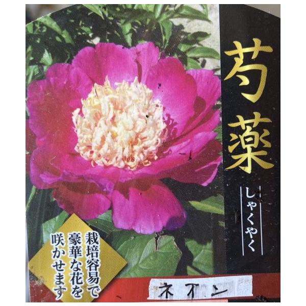 芍薬（シャクヤク）　ネオン12センチポット植えボタン科　宿根草開花時期：5月〜6月頃■管理のポイント日当たりよく排水性のよい場所を好みます。腐葉土などを混ぜた肥沃な用土が最適です。水は乾いたらたっぷり与えます。肥料は動き出す春と開花後、秋の...