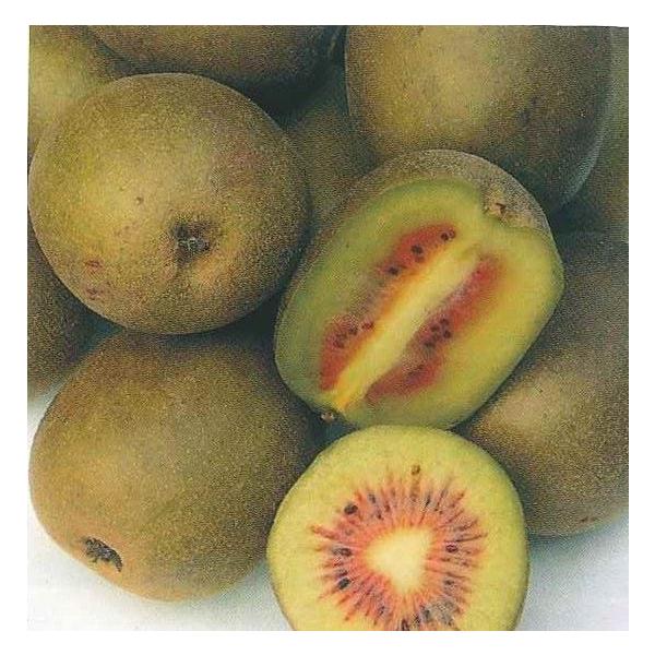 キウイフルーツ　レインボーレッド　　＊商標登録品種規格：5号（直径約15cm）ポット植え接ぎ木1年生苗、樹高：80cm程度キウイフルーツ：レインボーレッド　（メス木）　レッドキウイ　は、果実の中央に赤い部分が有る美しいキウイ。小林利夫氏が中...