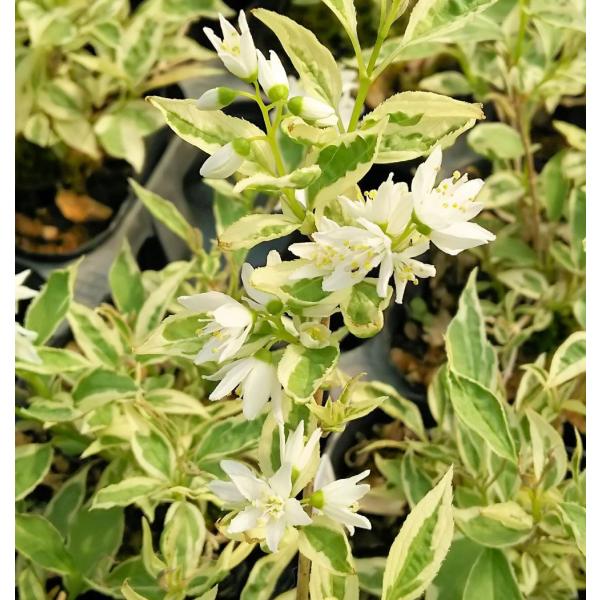 姫ウツギ　伊勢錦　ヒメウツギ9センチポット、高さ10〜20センチ内外ユキノシタ科ウツギ属落葉低木花期：春　5月〜6月頃小さな葉に白い覆輪斑が入る人気のヒメウツギ