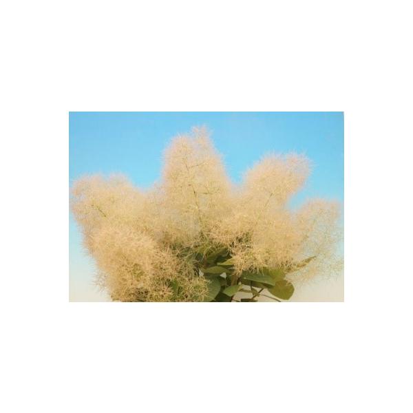 スモークツリー　ホワイトボール＊花は白色でやや晩生、花も葉も大型になる人気のスモークツリー3寸ポット植え和名：けむりの木耐寒性落葉低木原産：南ヨーロッパ〜中国南部開花時期：5月〜7月管理のポイント：日当たりが良く風通しの良い場所を好み、排水...