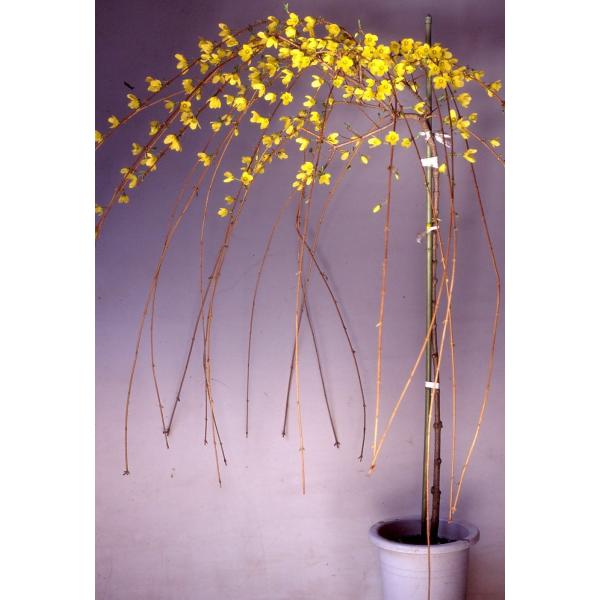 枝垂れレンギョウ　しだれれんぎょう　シダレレンギョウ9センチポット、高さ10〜２０センチ内外モクセイ科レンギョウ属落葉低木花期：春　＊樹形が綺麗に枝垂れる、珍しいシダレレンギョウ黄色い花は枝いっぱいに咲かせます。