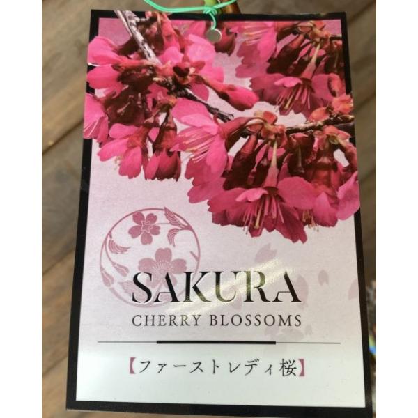 桜　苗木　ファーストレディ規格：4〜5寸ポット植え<BR>接ぎ木1〜２年生苗<BR>樹高：40〜60センチ程度アメリカ国立木園育成のオカメザクラとカンとザクラ交配品種。日米親善の象徴として、米国ワシントンのポトマック...