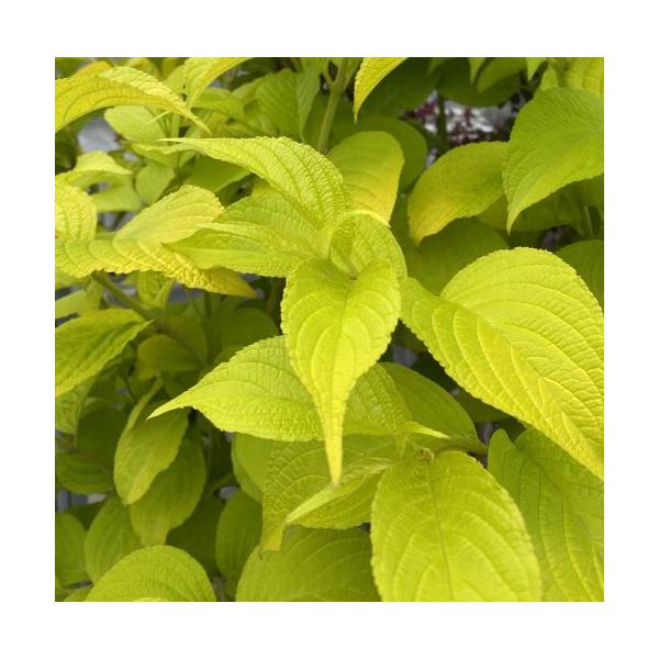 タニウツギ　黄金葉3寸ポット苗スイカズラ科耐寒性落葉低木花期：4〜7月頃淡いピンク色の花と黄金色の鮮やかは葉が人気！