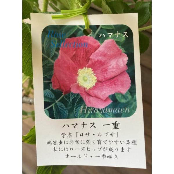 大苗】 ハマナス 桃花 6寸鉢植え : 日本花卉ガーデンセンターYahoo!店
