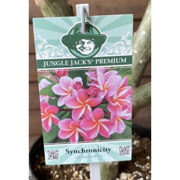 プルメリア花芽付きプルメリア　　5号鉢＊枝振りは個体差がございます。写真はサンプルになりますのでご理解ください！■プルメリアの栽培方法プルメリアは、直射日光を好み水はけのよい土壌で土の表面が乾いたら たっぷりと水を与えて下さい。プルメリアは...