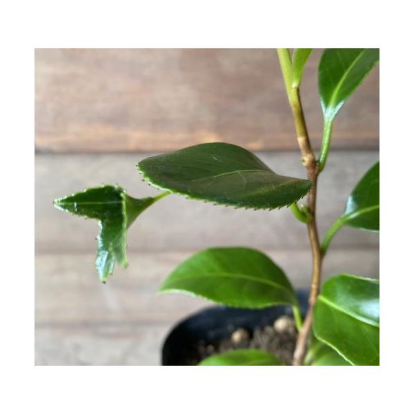 梵天赤花椿規格：３寸ポット植え、樹高：15〜30cm程度梵天赤椿（ボンテンアカツバキ）は、まるで金魚の尾びれのような葉がぶら下がる珍しい品種です。（変化葉椿）