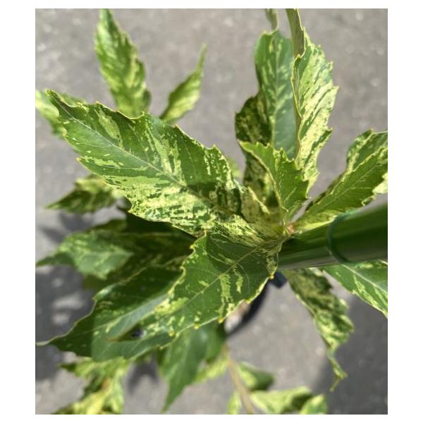 斑入り葉ミズナラ　北川錦6寸鉢植えミズナラの斑入り品種で、白と黄色の掃け込み斑が入ります（白が大半を占めます）。