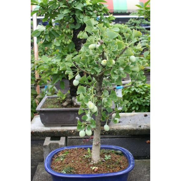 イチョウ　実成り　一才性3寸ポット植え　接木　　樹高10〜20センチ程度　接木苗耐寒性落葉樹　メス木■特徴若木の内から実を付ける珍しい一才性のイチョウ。実付きが良いので銀杏も沢山とれます。実を付けるにはオス木が必要です。