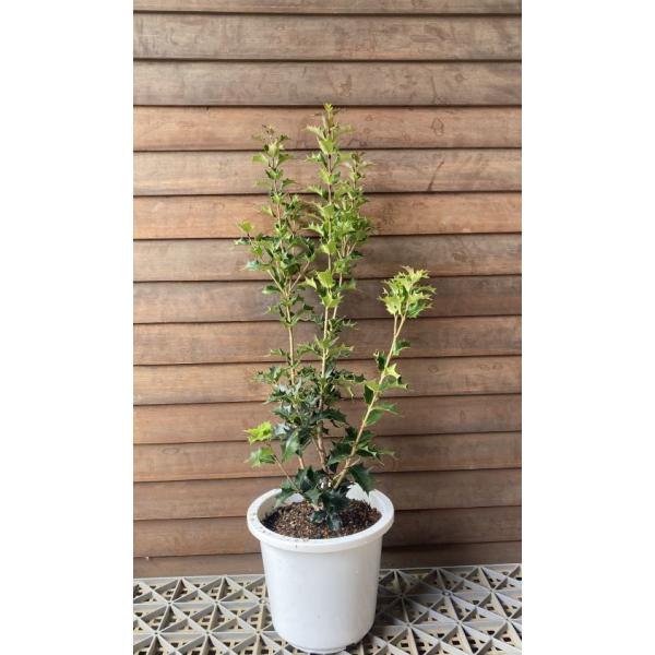 オニヒイラギ（鬼柊）：魔よけの木として有名なオニヒイラギ！6寸鉢植え　樹高40〜60センチ程度