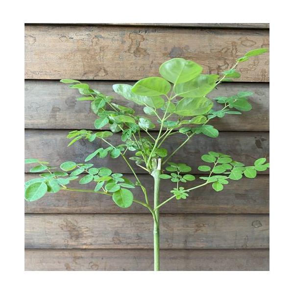 奇跡の野菜　木になる野菜大株　モリンガ（ミラクルツリー、西洋ワサビの木）ワサビノキ科ワサビノキ属３寸ポット苗　1ポット　　樹高30〜50センチ程度先端をカットし横枝を出させている場合があります。＊寒い時期は葉が枯れ落葉し、幹も枯れて地上部分...