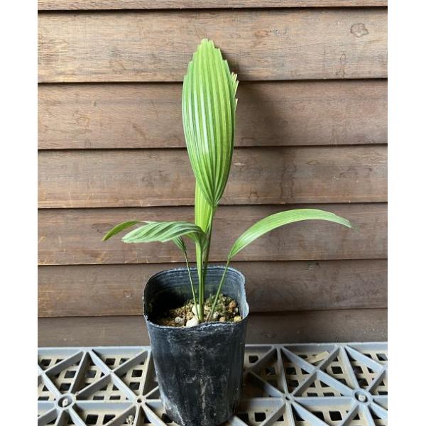 ウチワヤシ　リクアラ・ペルタタ・スマウォンギー　（ペルタータ・スマワンギー）Lucuala peltata var. sumawongiiヤシ科３寸ポット苗ウチワヤシ　リクアラ・ペルタタ・スマウォンギーはヤシマニア垂涎の激レア品種です。タイ...