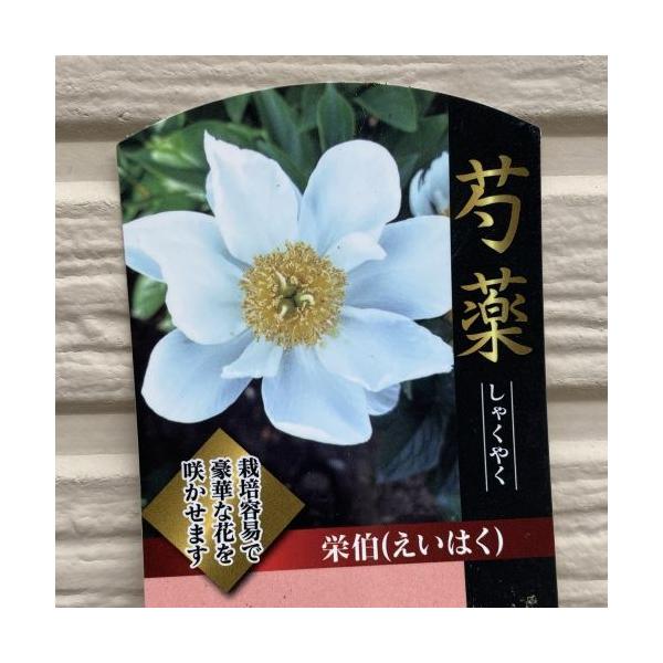 芍薬（シャクヤク）　栄伯12センチポット植えボタン科　宿根草開花時期：5月〜6月頃■管理のポイント日当たりよく排水性のよい場所を好みます。腐葉土などを混ぜた肥沃な用土が最適です。水は乾いたらたっぷり与えます。肥料は動き出す春と開花後、秋の計...