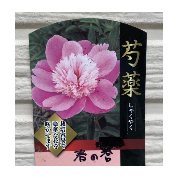 芍薬（シャクヤク）　春の誉12センチポット植えボタン科　宿根草開花時期：5月〜6月頃■管理のポイント日当たりよく排水性のよい場所を好みます。腐葉土などを混ぜた肥沃な用土が最適です。水は乾いたらたっぷり与えます。肥料は動き出す春と開花後、秋の...