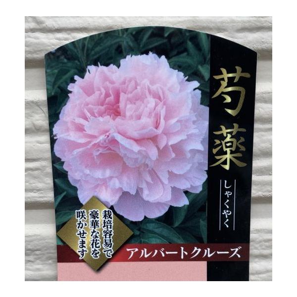 芍薬（シャクヤク）　アルバートクルーズ12センチポット植えボタン科　宿根草開花時期：5月〜6月頃■管理のポイント日当たりよく排水性のよい場所を好みます。腐葉土などを混ぜた肥沃な用土が最適です。水は乾いたらたっぷり与えます。肥料は動き出す春と...