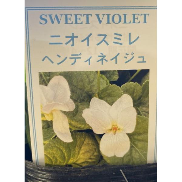 9センチポットスミレ（すみれ）ニオイスミレ　ヘンディネイジュ■スミレの管理方法日当たりが良く、排水のよい用土・場所を好みます。市販の山野草の土などが最適です。夏場は暑さに弱いため、木陰など半日陰になるような場所に移動して下さい。肥料は液体肥...