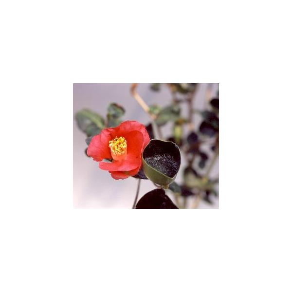 椿　まどか　変化葉椿規格：5寸鉢植え、挿し木4〜5年生苗、樹高：70〜90センチ程度まどか（変化葉椿）は、極珍品奇品椿で、葉は七変化よりも多様に変化するが成長は極めて遅い。とくにオチョコ形の葉が多く出る。葉芸は個体差あり。