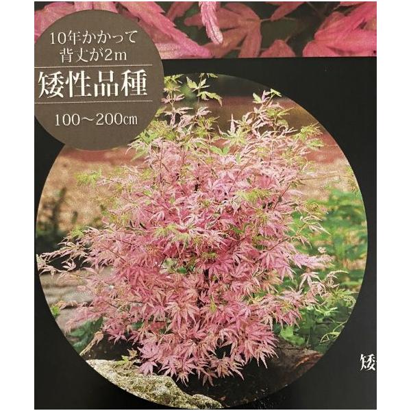 珍しいピンク色のモミジ（紅葉）　テイラー　taylor５寸スクエア鉢植え　接ぎ木苗カエデ科カエデ属耐寒性落葉高木2005年にイギリスで初めて発表されたピンク色のモミジですが、今でも入手が難しいテイラー。葉には深い切れ込みが入り、特に珍しいピ...