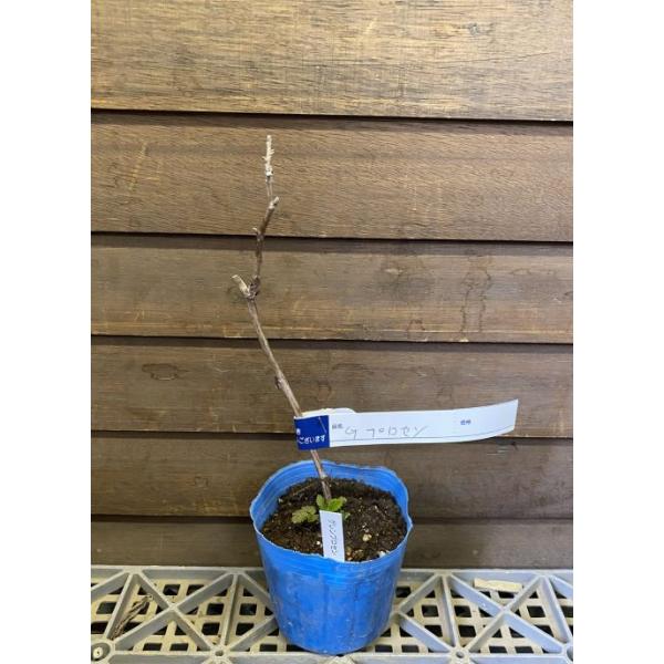 トゲナシ　赤実ラズベリー　グレンプロセン　：果樹苗　3寸ポット植え　トゲなしラズベリー