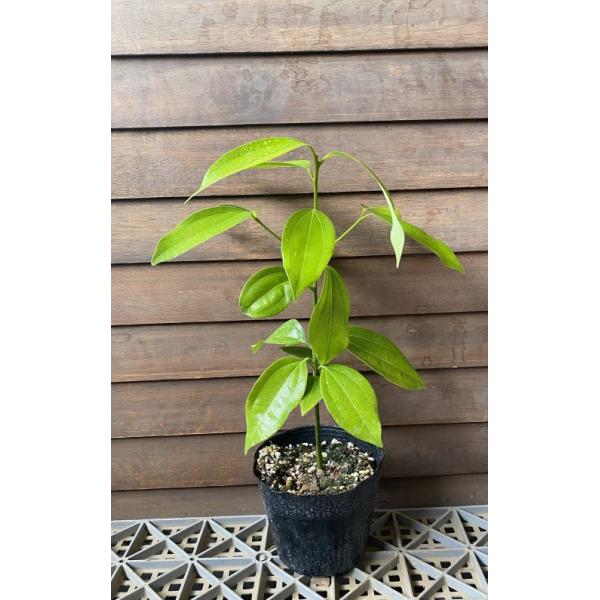シナモン（ニッキ） セイロンニッケイ 4寸ポット植え：熱帯果樹苗