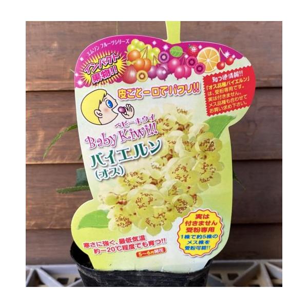 ベビーキウイ：バイエルン（オス木）　：果樹苗　　　苗　苗木　サルナシ　さるなし