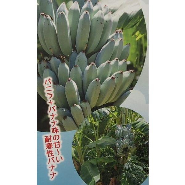アイスクリームバナナ（ブルージャバ、ブルーバナナ）：熱帯果樹苗