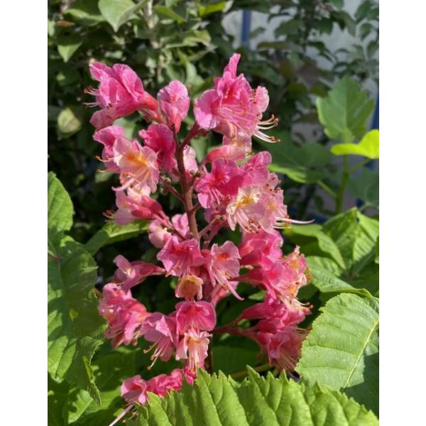 8寸ポット植え　接ぎ木苗　樹高80〜100センチ程度赤花マロニエ（アカバナトチノキ、赤花栃の木）は、セイヨウトチノキ（マロニエ）とも呼ばれ、日本のトチノキの仲間で春先に赤（ピンク）色の花を咲かせます。街路樹などに植えられています。