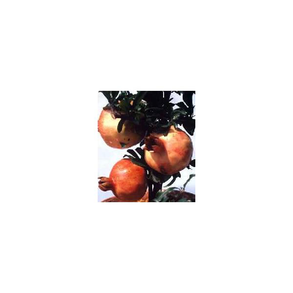 日本柘榴　日本種ザクロ　12センチポット苗ザクロ（柘榴）は栽培がとても容易で花も実も両方楽しめる家庭果樹栽培に適した果樹です。ザクロ：大甘ザクロは、日本産のザクロで果実は熟すと割れ中の真っ赤な実が見えるようになります。■管理のポイント植え付...