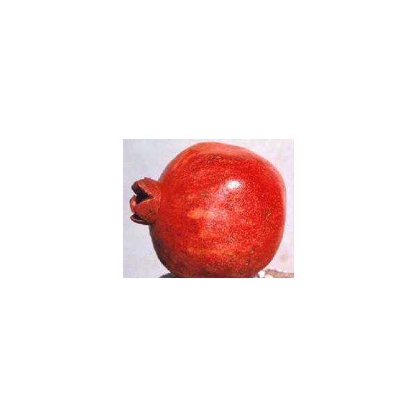 柘榴の木　柘榴苗木　カリフォルニア巨大ザクロ：果樹苗　ざくろの木