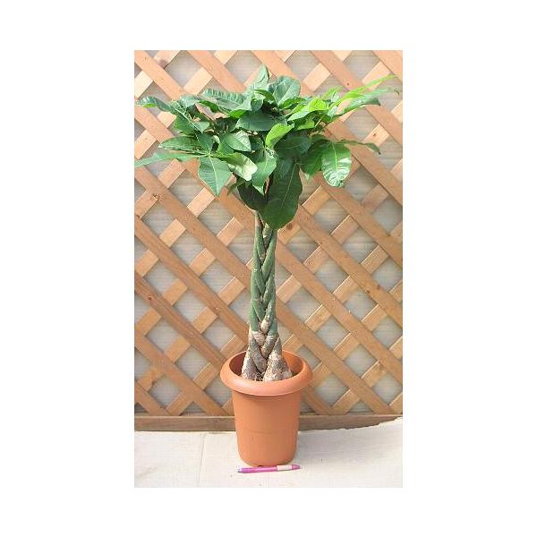 パキラ （7寸鉢植え、観葉植物） : 日本花卉ガーデンセンターYahoo!店