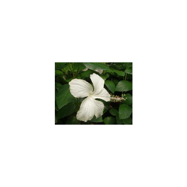 ハイビスカス　ホワイトバタフライHibiscus White butterfly花弁が外側に反り返るバタフライタイプの白花品種です。アオイ科フヨウ属　非耐寒性常緑低木３寸ポット植え　樹高10〜20センチ程度