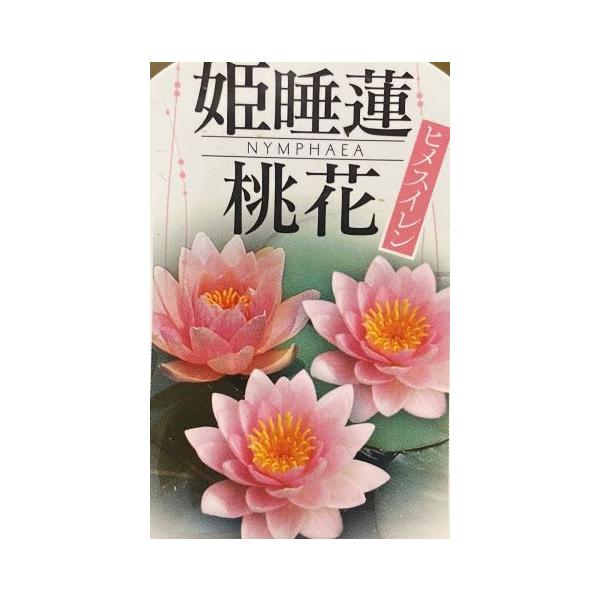 姫睡蓮：桃花 （ポット植え） : 日本花卉ガーデンセンターYahoo!店