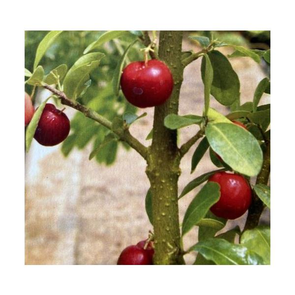 アセロラ　４寸ポット苗アセロラは、ビタミンＣがとても豊富で、日本ではジュースに加工されており有名な熱帯性果実です。ピンク色の小さな花を咲かせ、果肉は赤色で酸味があります。生食したり、ジャム、シャーベットに最適です。葉は楕円形で表面は光沢のあ...