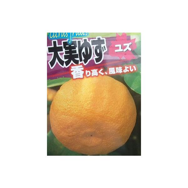 規格：5号（直径約15cm）ポット植え、又は根巻き苗、接ぎ木1年生苗、樹高：80cm程度大実柚子（ほんゆず）は、普通のユズより一回り大きいユズで果皮にはレモンをはるかにしのぐほどビタミンCを豊富に含みます。ゆず風呂にも使え、また薬味だけでな...