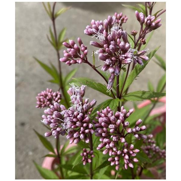 濃色藤バカマ(フジバカマ）３寸ポット苗キク科耐寒性宿根草秋の七草の一つとしても有名なフジバカマ。淡い紅紫色の頭花を無数に咲かせ、茶花・切り花に人気があり、鉢植えや路地植えでも楽しめます。