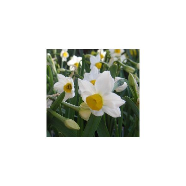 寒咲日本水仙3寸ポット植えを2ポットお送りします。ヒガンバナ科スイセン属別名：セッチュウカ　雪中花開花時期：1〜3月頃＊日当たりが悪いと花が咲きにくいので日当たりのよい場所で管理してください。