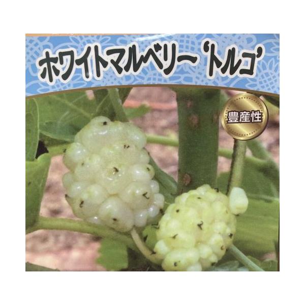 白実桑（ホワイトマルベリー） トルコ ：果樹苗 4寸ポット 挿し木苗
