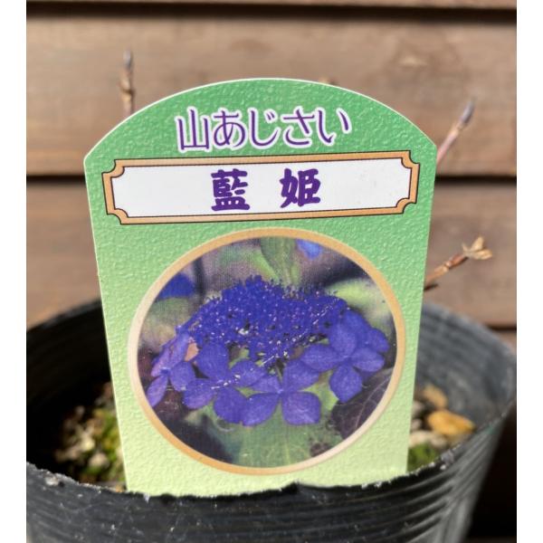 藍姫　：山紫陽花　ヤマアジサイ9センチポット植え紫陽花（アジサイ）は、梅雨の時期に美しい花を咲かせる魅力ある植物です。最近はアジサイも品種が豊富になり数多くの紫陽花が流通するようになっています。山紫陽花（ヤマアジサイ）・ガクアジサイ・西洋ア...