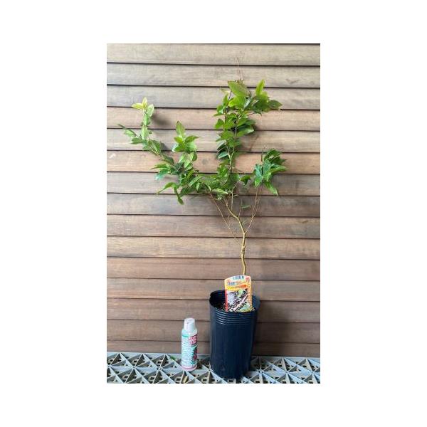 ジャボチカバ 4 5寸ポット 又は鉢植え 熱帯果樹苗 大葉系ジャボチカバ 3fmkhtkuq7 Godawaripowerispat Com