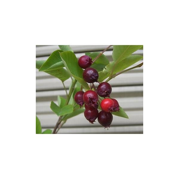 規格：3号（直径約9cm）ポット植え、樹高：20〜30cm程度