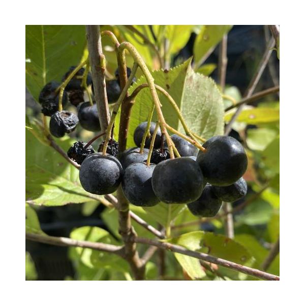 規格：5号ポット植え、樹高：80〜100cm程度アロニア（チョコベリー）は、春先に白い花を沢山咲かせ、ブルーベリーに似た黒い果実をつけます。生食には適さず、果実酒やジャムに加工し利用されます。