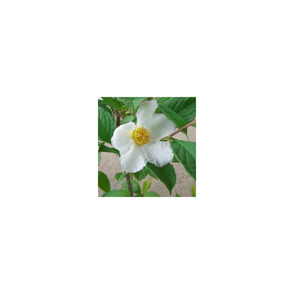 夏椿　シャラノキ　シャラの木6寸鉢植え夏椿（シャラの木）は昔から、お茶の世界や切り花など使われ、人気のある品種です。茶花や切り花として楽しむ庭木としても有名です。「利休七選花」のひとつとして珍重されています。