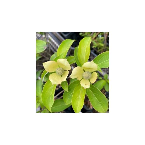 山法師　ヤマボウシ　マウンテンムーン　黄花山法師4寸ポット植えヤマボウシ（やまぼうし、山法師、山帽子）は、街の街路樹などにも使用され、庭木としても人気の高い品種です。樹形も美しく、夏の花も、秋の紅葉も美しく、品種も豊富でご家庭のシンボルツリ...