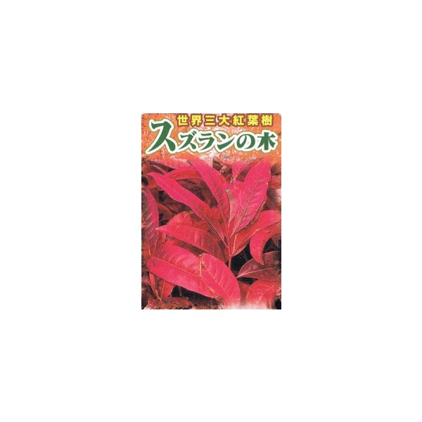 真っ赤な紅葉が見事なスズランの木ツツジ科オクシデンドルム属（オキシデンドロム属）9センチポット苗　樹高20センチ程度管理のポイント日当たりを好みます。水は土の表面が乾いたらたっぷりと与えます。耐寒性も強く強健で栽培も容易です。