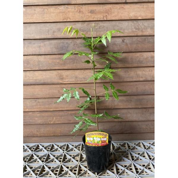ミラクルニーム（インドセンダンニーム）4寸ポット植え : 日本花卉