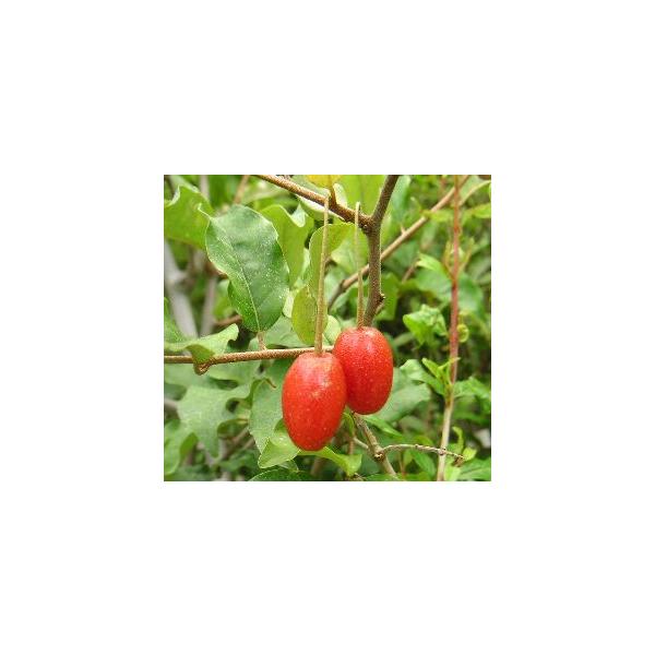 ビックリグミ　びっくりぐみ5寸ポット苗　樹高80〜100センチ程度ビックリグミは、7月頃に大きく真っ赤な実をつけるグミで、ダイオウグミとも呼ばれています。グミは1本でも実は付きますが、受粉樹としてナツグミやアキグミを近くに植えた方が実付きが...