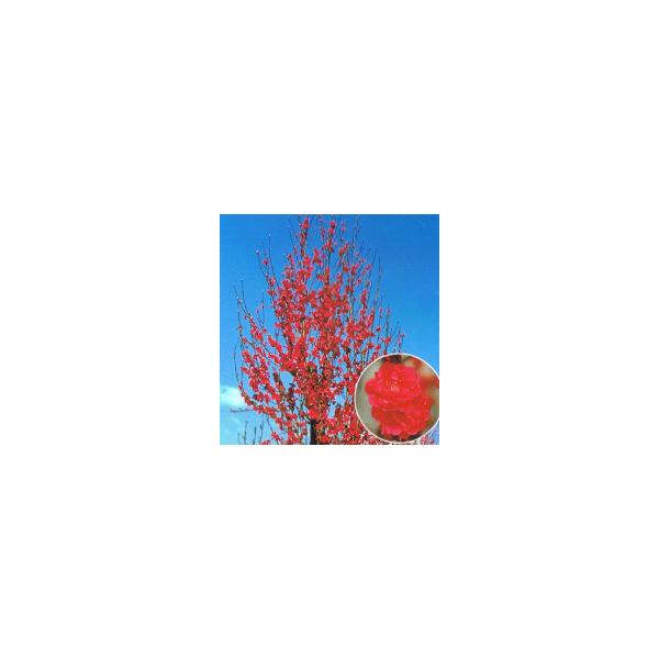 花桃　照手紅　テルテベニ　＊花桃　照手シリーズは、ほうきを逆さにしたような形状で枝が横に張らず上に上に伸びますので、狭い場所でも栽培が可能な花桃です。別名、ホウキ桃、ほうき桃、逆さ桃、さかさ桃　とも呼ばれます。規格：5寸ポット植え樹高：40...