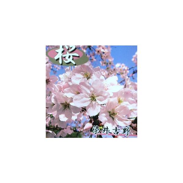 吉野桜 染井吉野桜 ソメイヨシノザクラ 桜 苗木 さくら 苗 サクラ Buyee Buyee Jasa Perwakilan Pembelian Barang Online Di Jepang