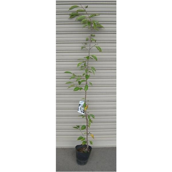 吉野桜 染井吉野桜 ソメイヨシノザクラ 桜 苗木 さくら 苗 サクラ Buyee Buyee 日本の通販商品 オークションの代理入札 代理購入