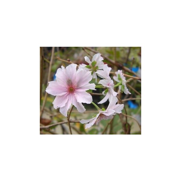 桜　苗木　十月桜　ジュウガツサクラ規格：3〜5寸ポット植え、又は根巻き苗接ぎ木1〜２年生苗樹高：60〜80センチ程度十月桜（ジュウガツザクラ）は、エドヒガンザクラ系サクラで、花は淡紅色の中輪系八重咲き。3月と10月頃の年二回花が咲くことから...
