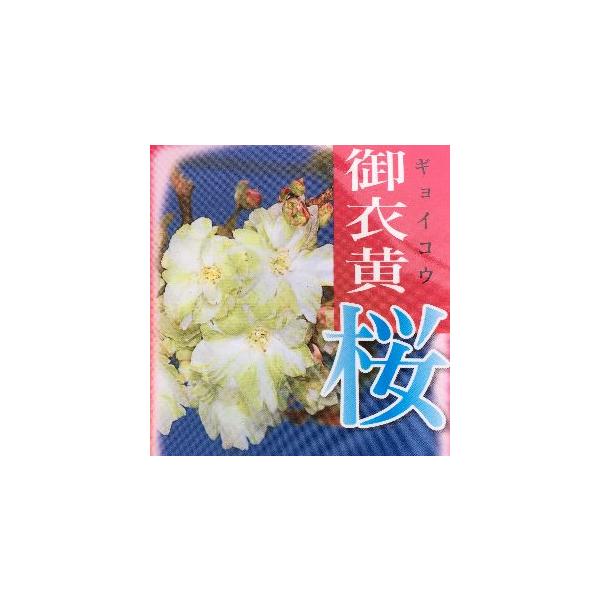 桜　苗木　御衣黄桜　ギョウコウサクラ規格：5寸ポット植え苗接ぎ木1〜２年生苗<BR>樹高：30〜50センチ程度御衣黄桜（ギョイコウザクラ）は、サトザクラ系サクラで、花は珍しい緑色（黄緑色）の八重咲き。開花が進むにつれて、緑色から...